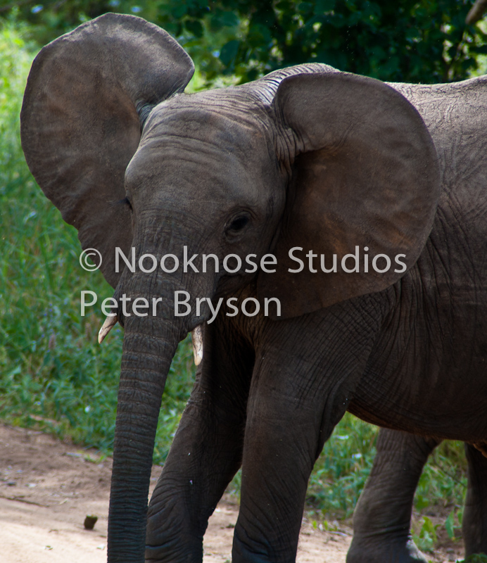 African Elephants  06